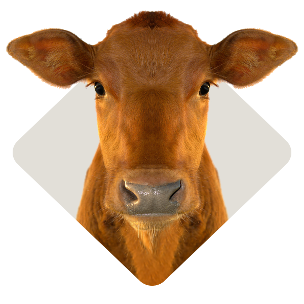 Category_Level2_Cattle-Feed