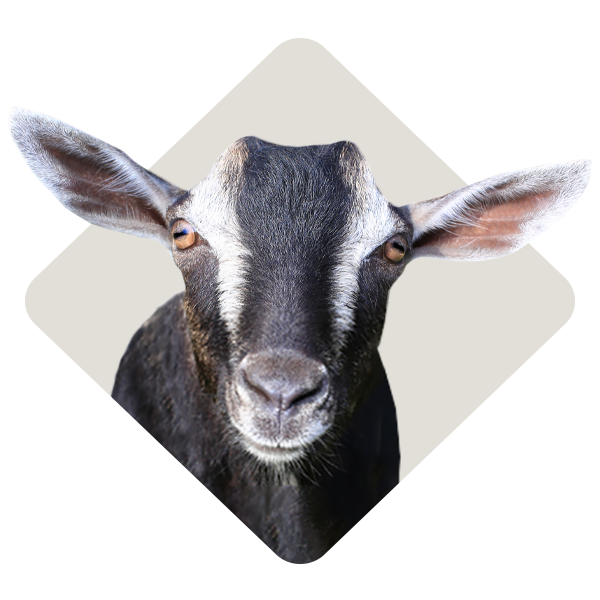 Category_Level2_Goat-Feed