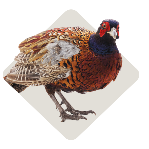 Gamebird Feed
