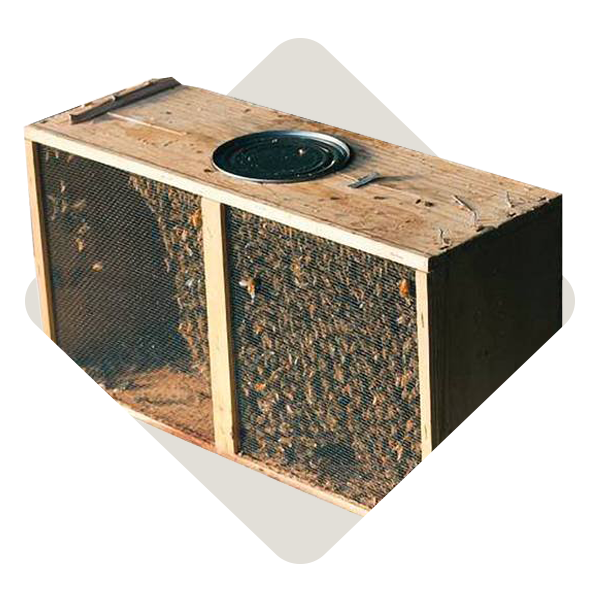 Order Live Bees