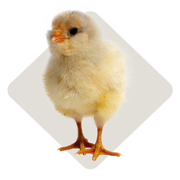 Live Chicks