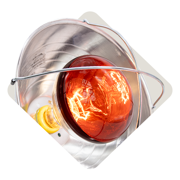 Poultry Reflectors & Bulbs