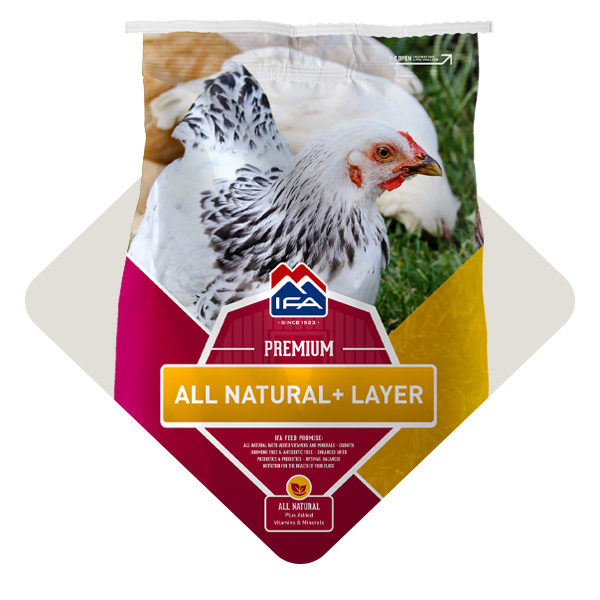 Poultry Feed & Treats
