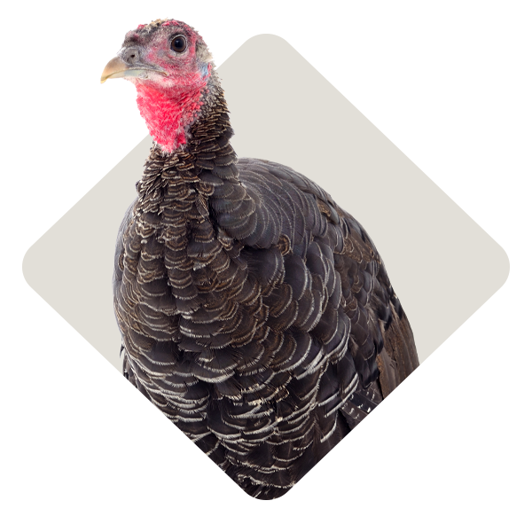 Turkey Feed