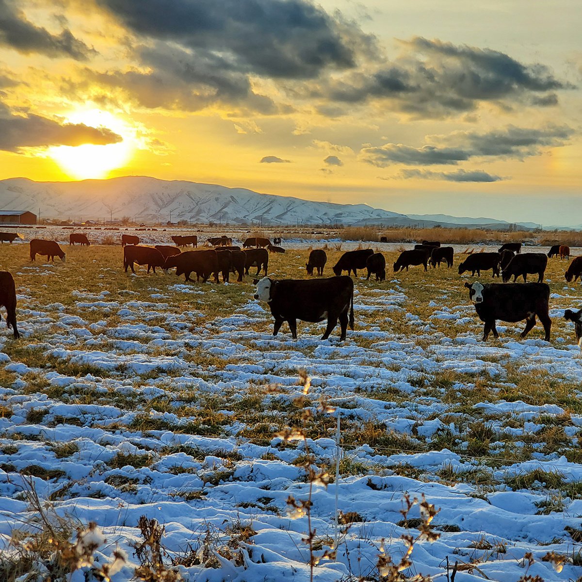 IFA_FarmLifePhoto24_Day1_Winners_LarryB_SpanishFork_Cows