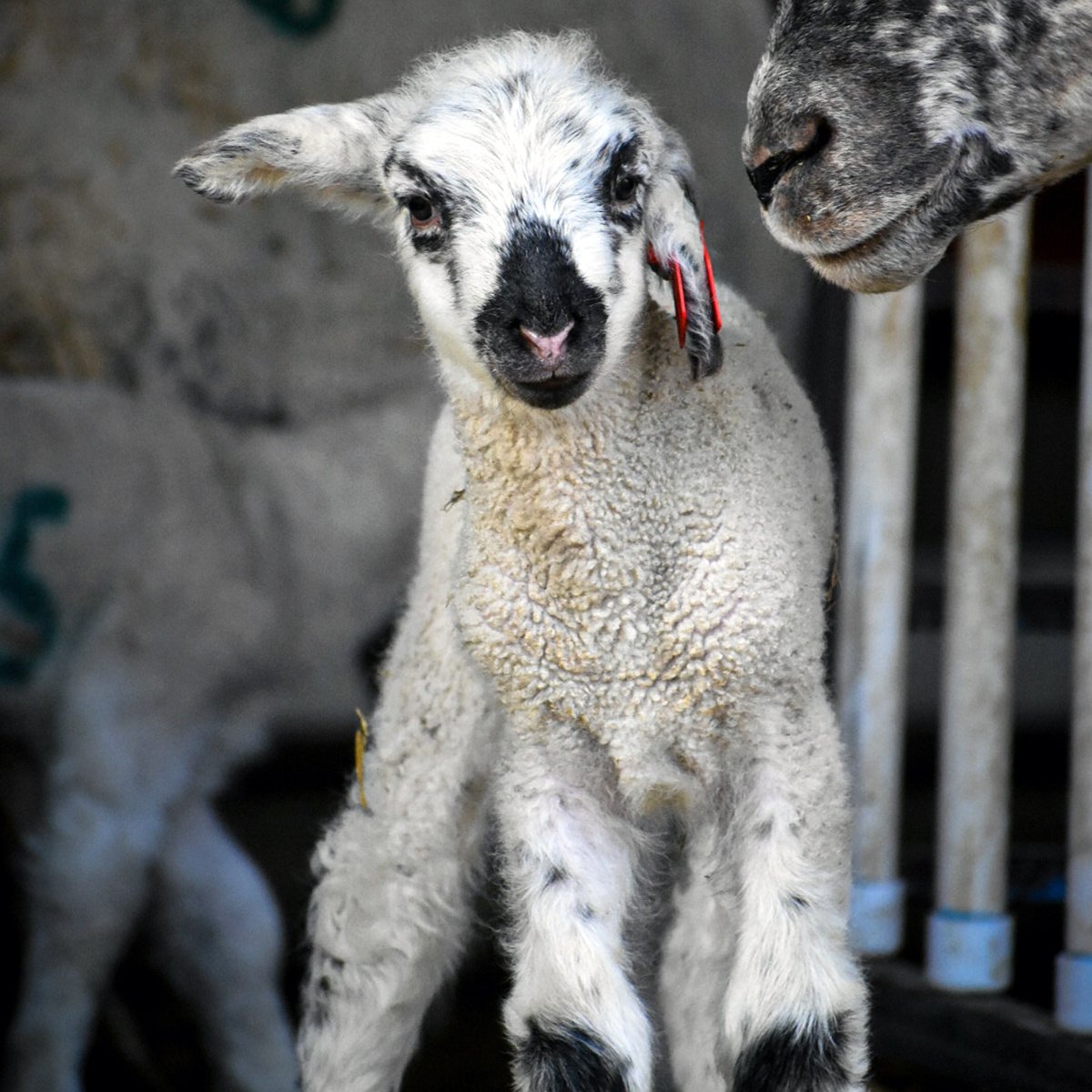 IFA_FarmLifePhoto24_Day1_Winners_MarynS_Logan_Sheep