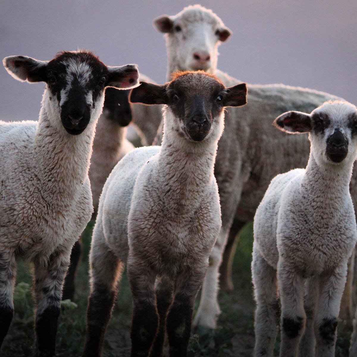 IFA_FarmLifePhoto24_Day2_Winners_KatelynA_Ephraim_Sheep3