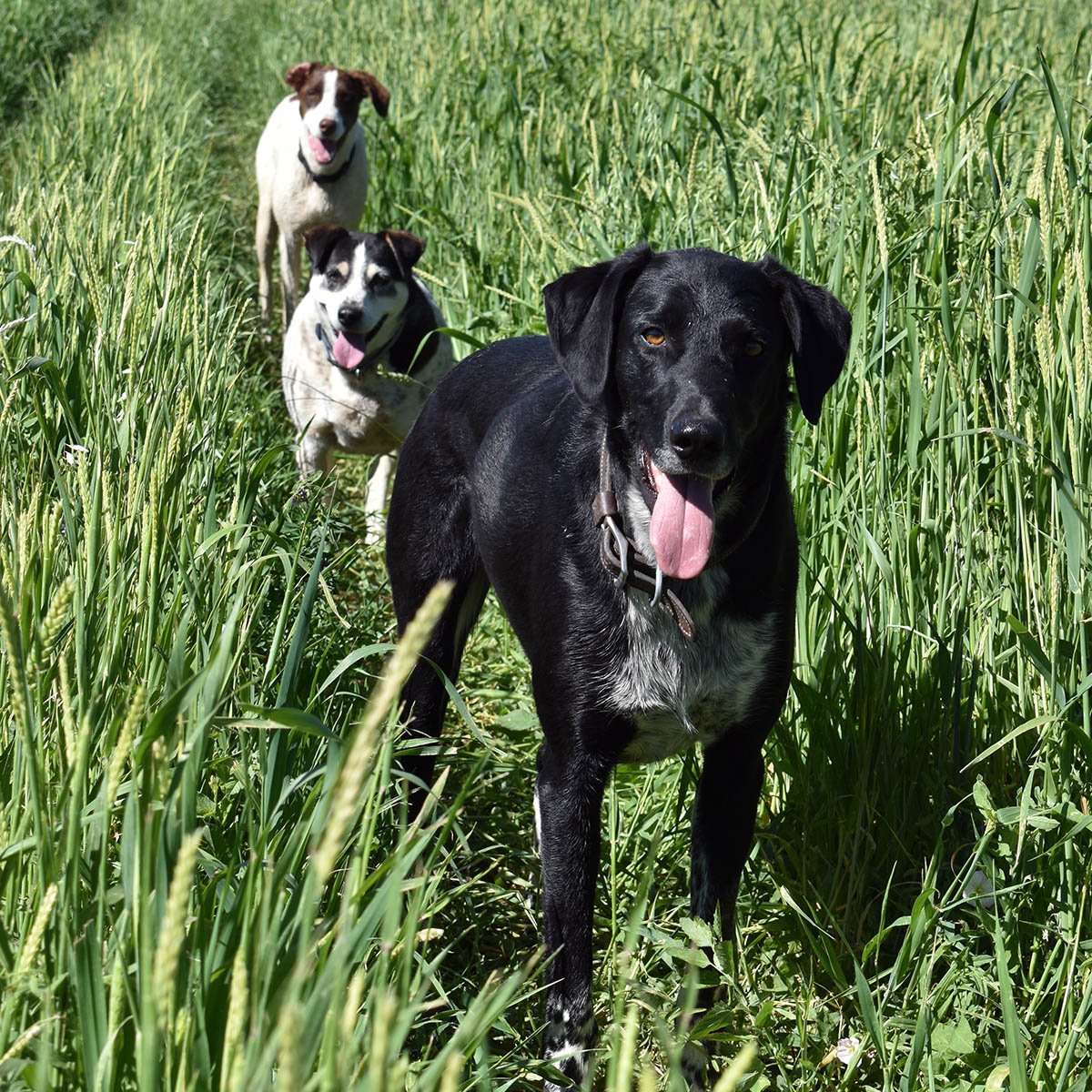 IFA_FarmLifePhoto24_Day2_Winners_ReinaS_StGeorge_Dogs