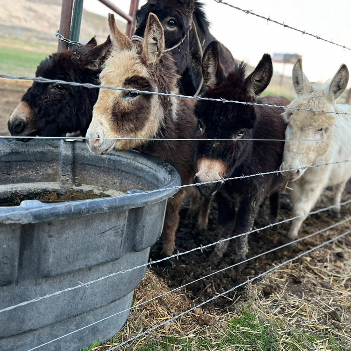 IFA_FarmLifePhoto24_Day3_Winners_CamiE_Tremonton_Donkey