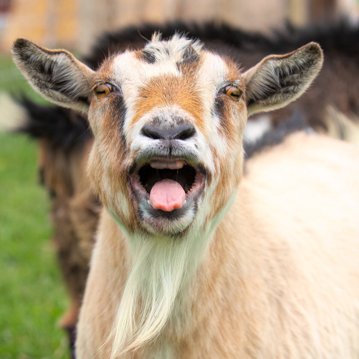 IFA_FarmLifePhoto24_Day3_Winners_JessicaB_Ogden_Goat