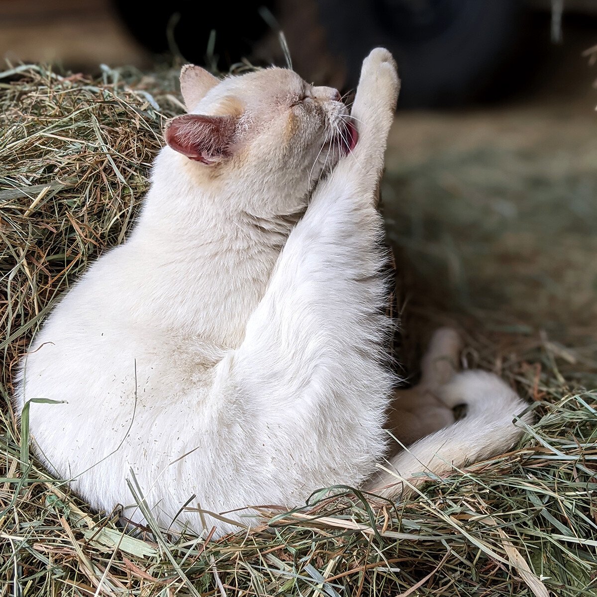 IFA_FarmLifePhoto24_Day5_Winners_AshleeV_Ogden_Cat