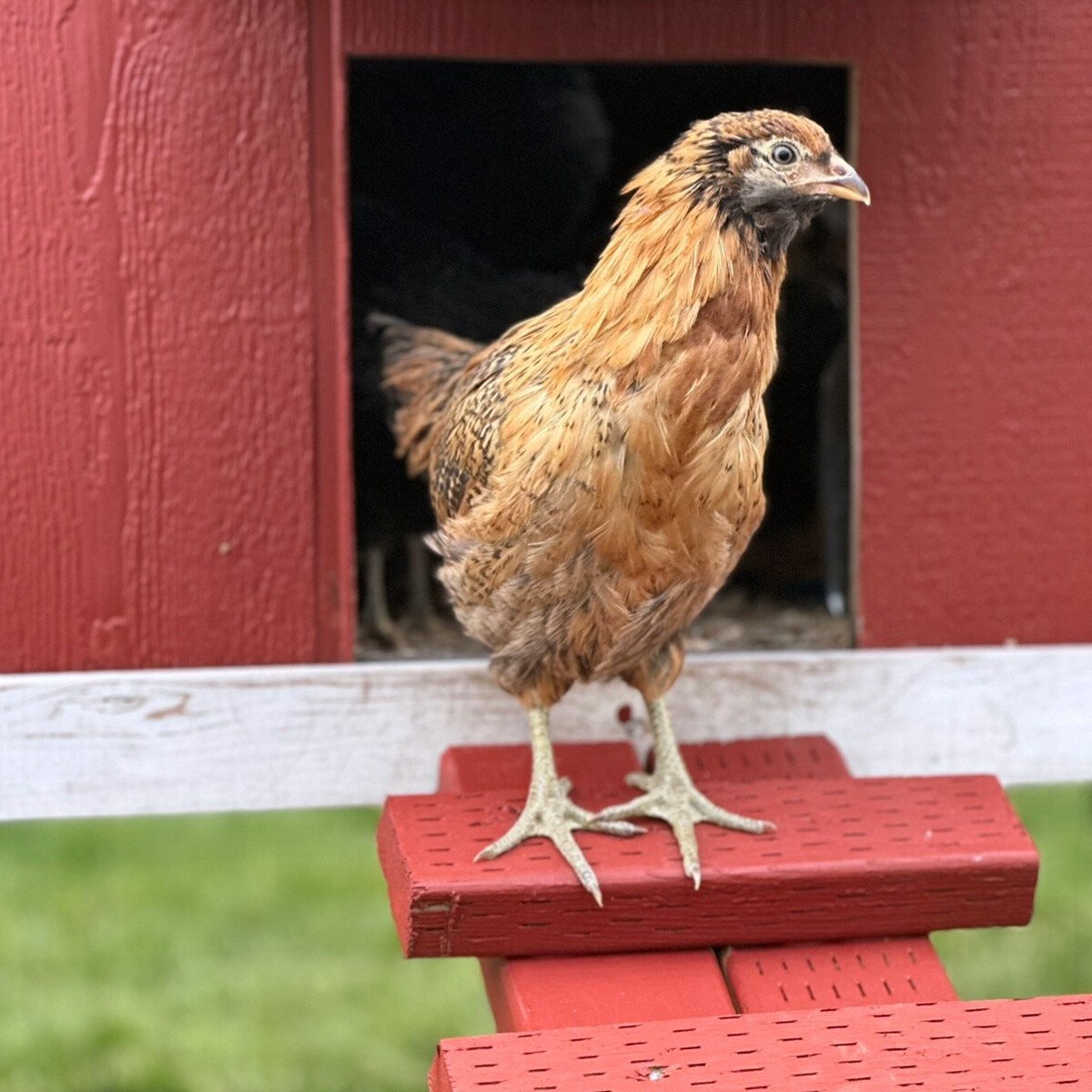 IFA_FarmLifePhoto24_Day5_Winners_BaileyW_Riverton_Chicken