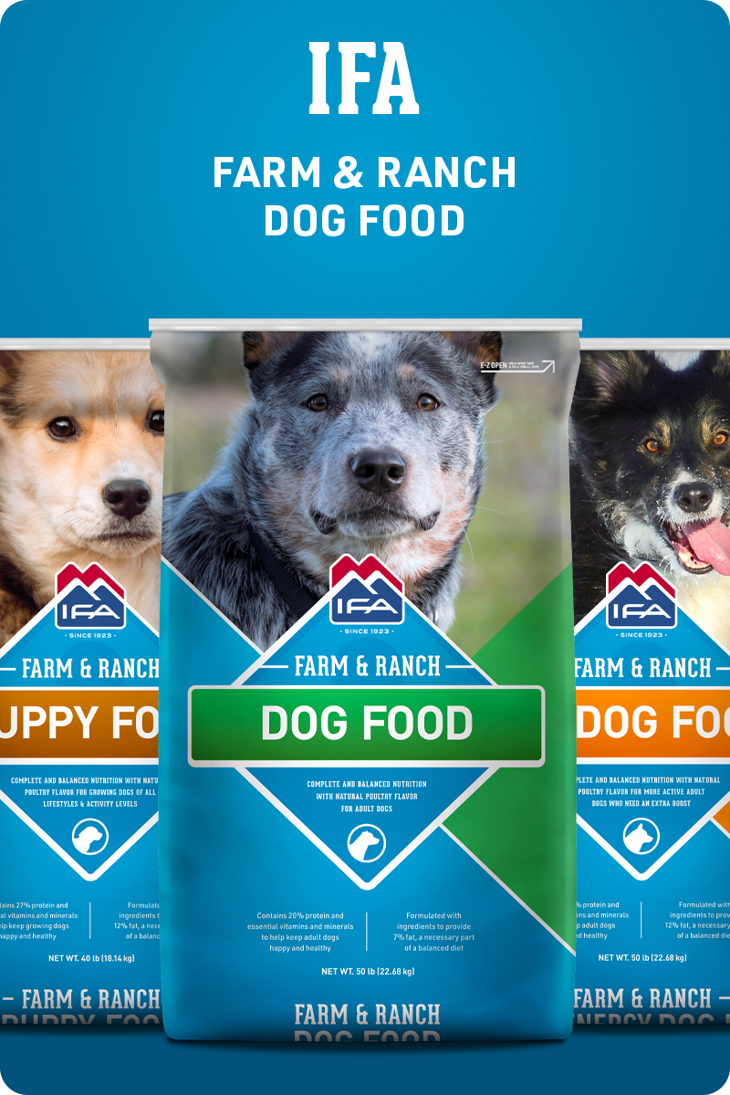 best-farm-dog-breeds-ifa-dog-food