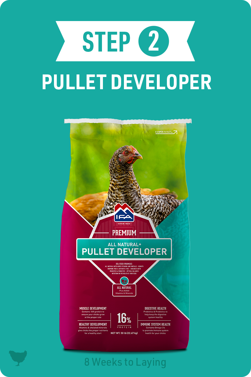 Step 2 - Pullet Developer