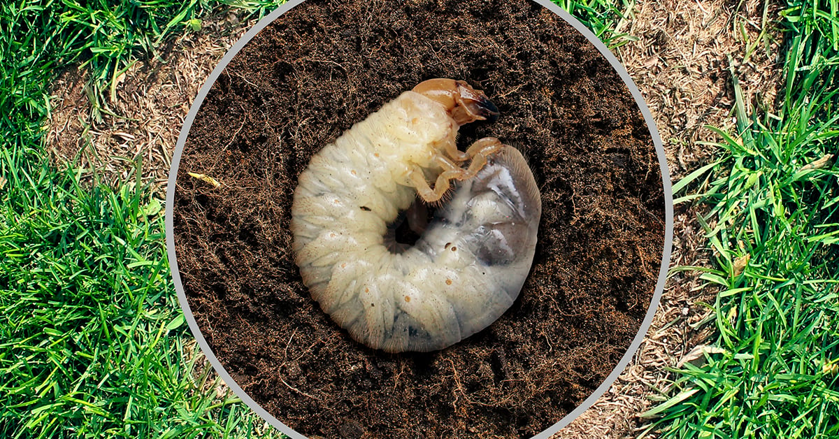Maggot Control: How to Get Rid of Maggots